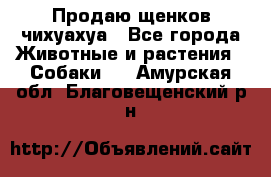 Продаю щенков чихуахуа - Все города Животные и растения » Собаки   . Амурская обл.,Благовещенский р-н